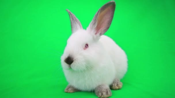 Милый белый кролик — стоковое видео