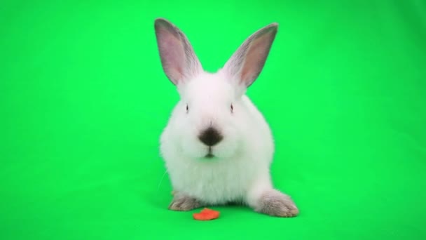 Милый белый кролик — стоковое видео