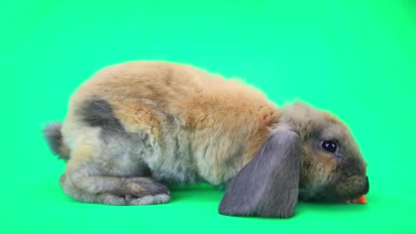 Mignon lapin brun — Video