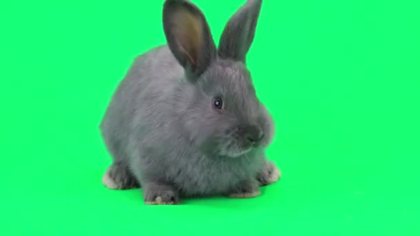 Cute gray rabbit — Stock Video