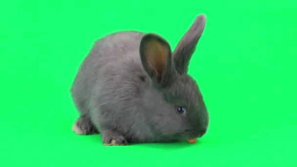 Kaninchen fressen Karotte — Stockvideo