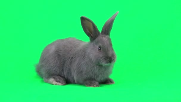 Gray domestic rabbit — Stock Video