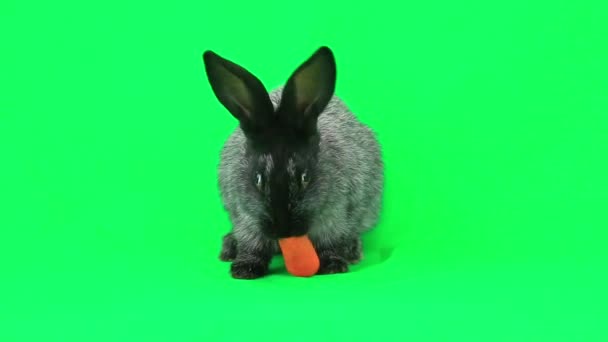 Conejo comiendo zanahoria — Vídeos de Stock