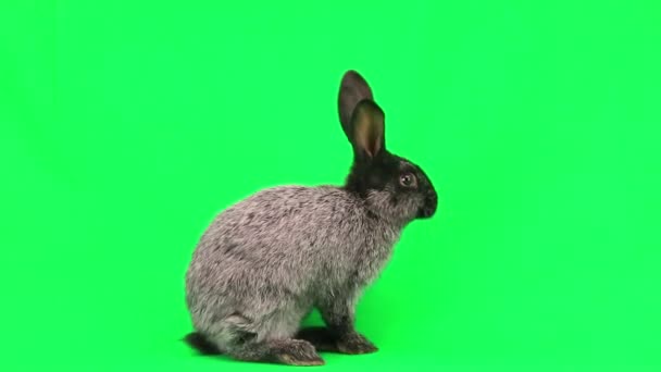 Conejo doméstico gris — Vídeos de Stock
