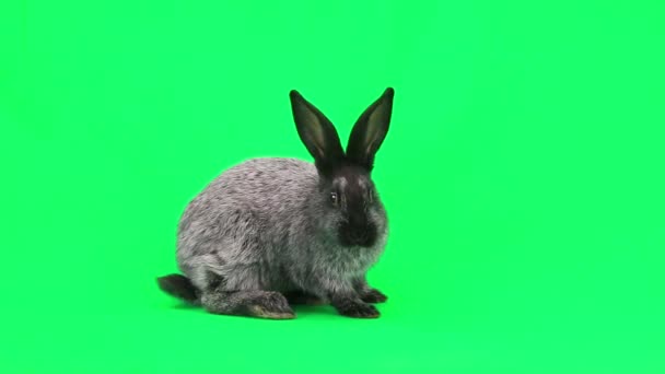 Gray domestic rabbit — Stock Video