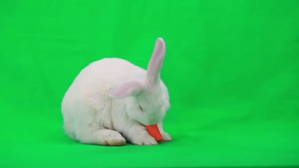 Kaninchen fressen Karotte — Stockvideo