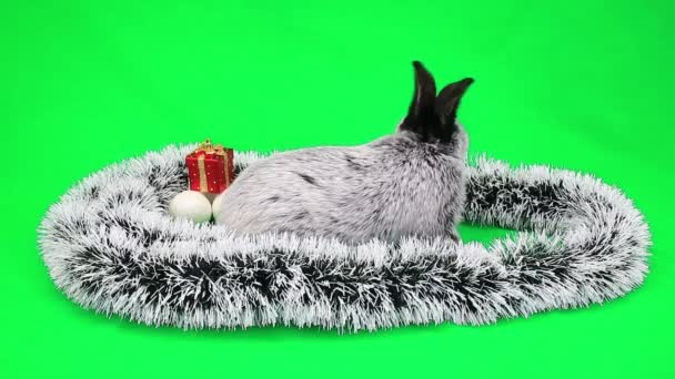 New Year's fluffy rabbit — Stock Video