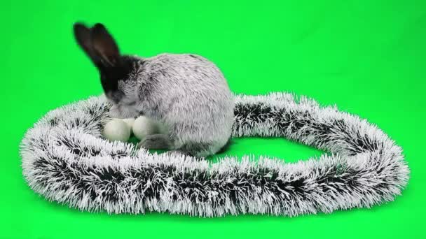새 해의 솜 털 토끼 — 비디오