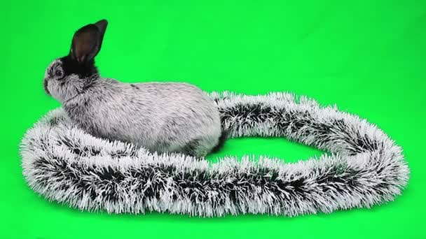 Das flauschige Kaninchen des neuen Jahres — Stockvideo
