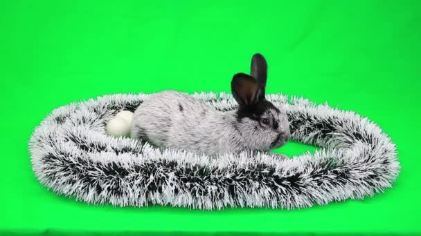 Il coniglio morbido di anno nuovo — Video Stock