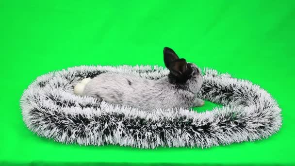 Lapin moelleux du Nouvel An — Video