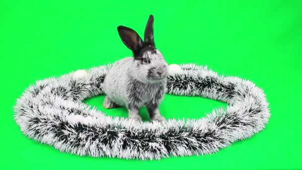 Lapin moelleux du Nouvel An — Video