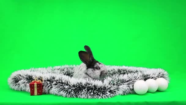 お正月ふわふわウサギ — ストック動画