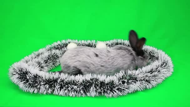 New Year's fluffiga kanin — Stockvideo