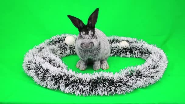 Das flauschige Kaninchen des neuen Jahres — Stockvideo