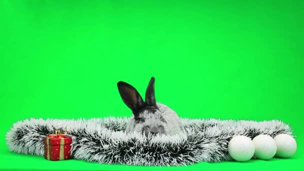 Новорічний пухнастий кролик — стокове відео