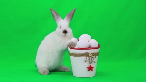 Witte Pasen konijn met eieren — Stockvideo