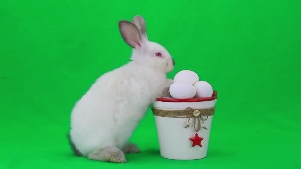 Conejo de Pascua blanco con huevos — Vídeos de Stock