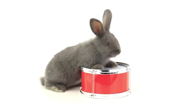 Grijze konijn op een rood-drum — Stockvideo