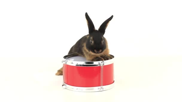 Brown konijn op een rood-drum — Stockvideo