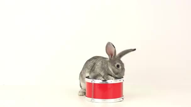 Lapin gris sur un tambour rouge — Video