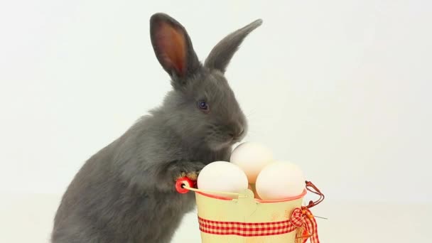 Conejo gris esponjoso con huevos de Pascua — Vídeo de stock