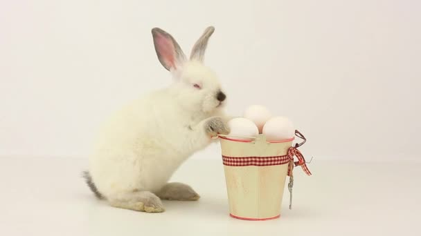 Fehér bolyhos nyúl a húsvéti tojás — Stock videók