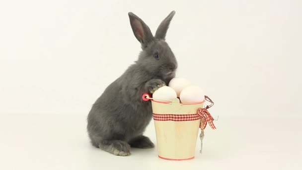 Conejo gris esponjoso con huevos de Pascua — Vídeos de Stock