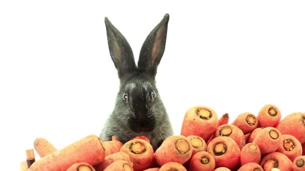 Conejo come zanahorias — Vídeos de Stock