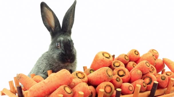 Rabbit eats carrots — Stock Video