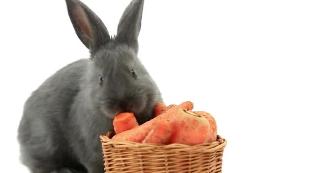 Grå kanin äter morötter — Stockvideo