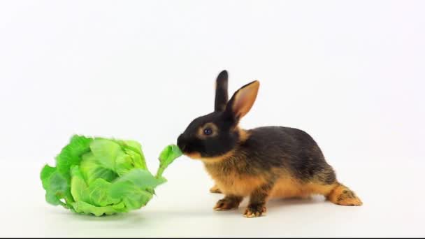 Lapin mange du chou — Video