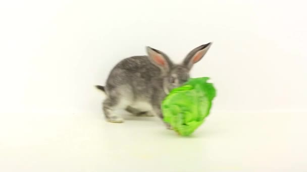 Lapin mange du chou — Video