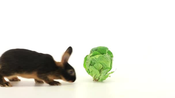 Rabbit eats cabbage — Stock Video