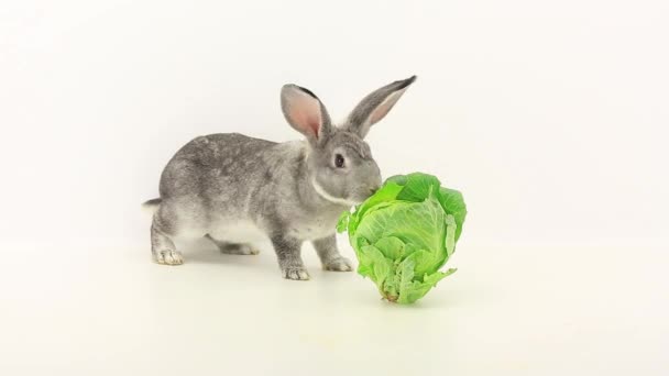 Кролик ест капусту — стоковое видео