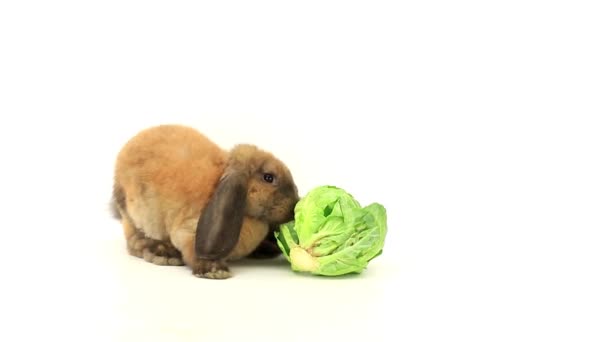 Rabbit eats cabbage — Stock Video