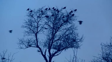 Uçan kuş sürüsü