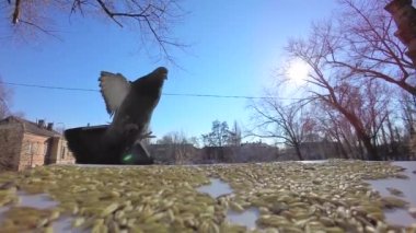 Gıda uçan güvercinler