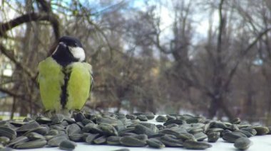 Baştankara yalak besleme yönü