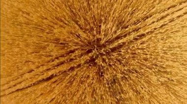 Buğday alanın üzerinde uçuş