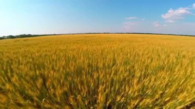 Buğday alanın üzerinde uçuş