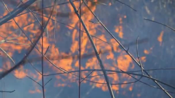 Тростина горить на річці — стокове відео