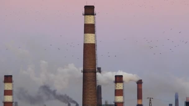 Zwerm vogels vliegen in de buurt van plant — Stockvideo