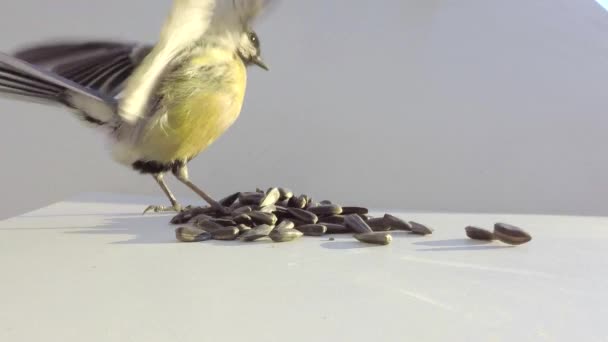 Titmouse na krmení koryta — Stock video