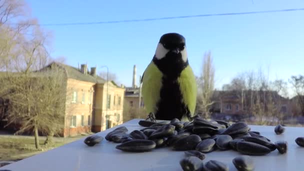 Titmouse em cocho de alimentação — Vídeo de Stock