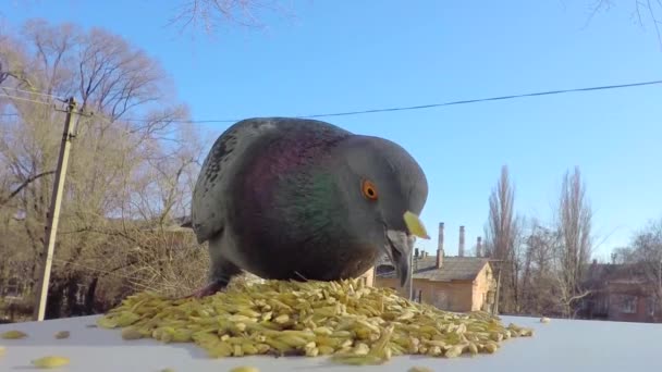 Gołąb zjada zboże — Wideo stockowe