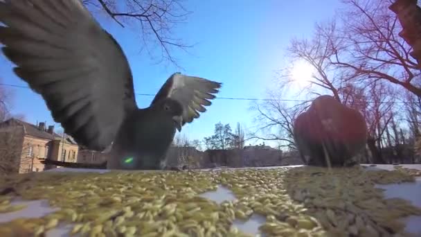 Les pigeons luttent pour le grain — Video