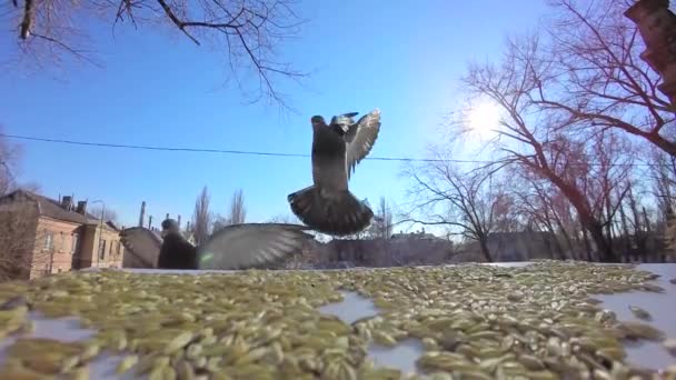 Palomas volando cerca de la comida — Vídeo de stock