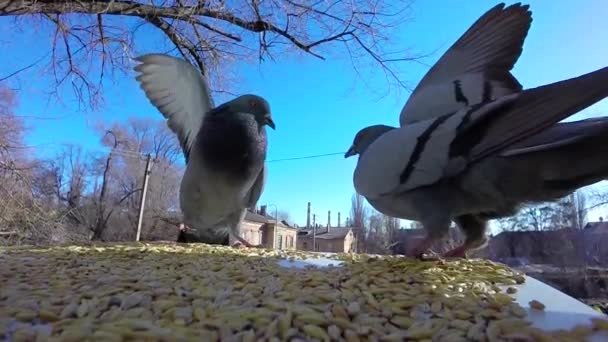 Tauben kämpfen um Getreide — Stockvideo