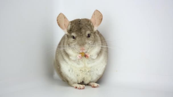 Chinchilla eet rozijnen — Stockvideo